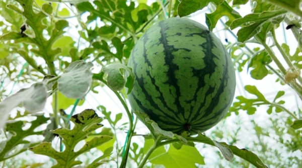 股天下 崇明地产冰淇淋西瓜“甜蜜”上市