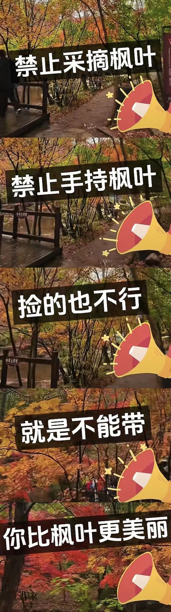 科元网 一景区禁止游客捡枫叶，是小题大做吗？